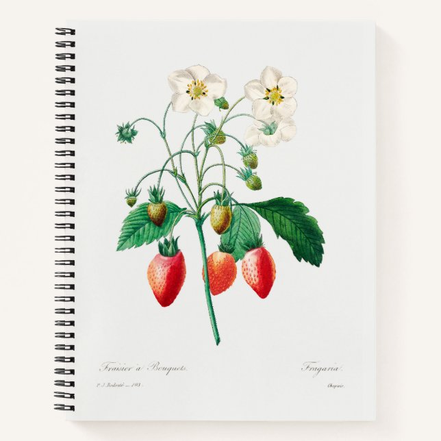 Erdbeere Botanische Printwerbung Notizbuch (Vorderseite)