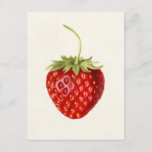 Erdbeere (Fragaria) Aquarellmalerei der Frucht Postkarte
