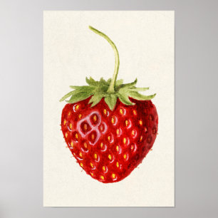 Erdbeere (Fragaria) Fruchtfarbe Poster