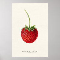Erdbeere (Fragaria) Fruchtfarbe