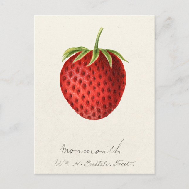 Erdbeere (Fragaria) Fruchtfarbe Postkarte (Vorderseite)