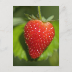Erdbeere Postkarte