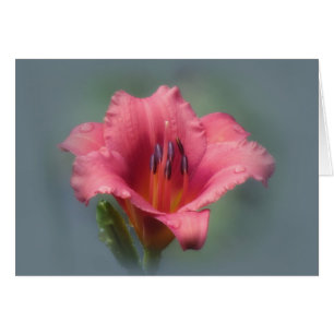 Erdbeere und Blau - Taglilie