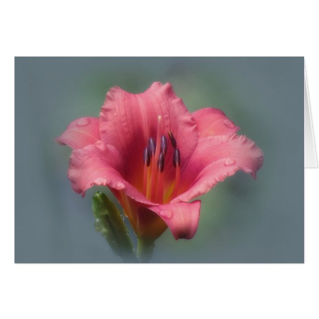 Erdbeere und Blau - Taglilie (Vorderseite (Horizontal))