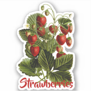 Erdbeeren anpassbar aufkleber