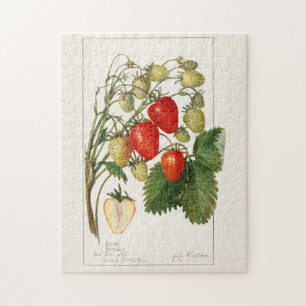Erdbeeren (Fragaria) Frucht Aquarellmalerei