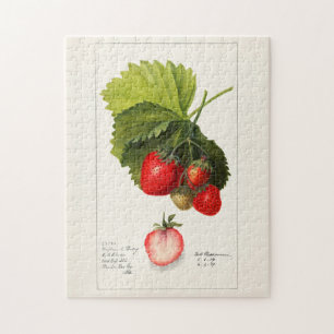 Erdbeeren (Fragaria) Frucht Aquarellmalerei