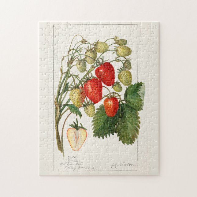 Erdbeeren (Fragaria) Fruchtfarben (Vertikal)