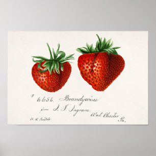 Erdbeeren (Fragaria) Fruchtfarben Poster