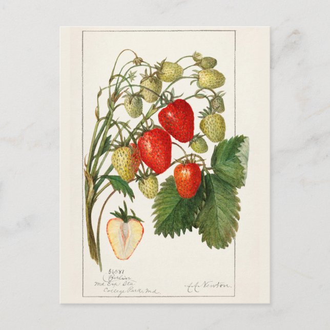 Erdbeeren (Fragaria) Fruchtfarben Postkarte (Vorderseite)