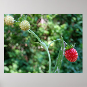 Erdbeeren im Juni Poster