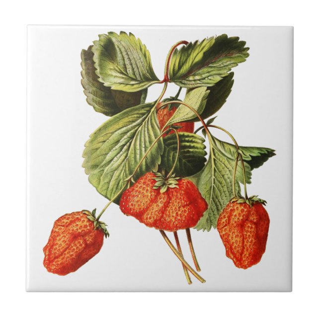 Erdbeeren Obst Vintag Botanische Abbildung Fliese (Vorderseite)