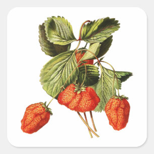 Erdbeeren Obst Vintag Botanische Abbildung Quadratischer Aufkleber