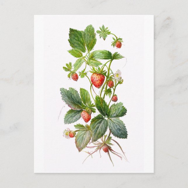 Erdbeeren Postkarte (Vorderseite)