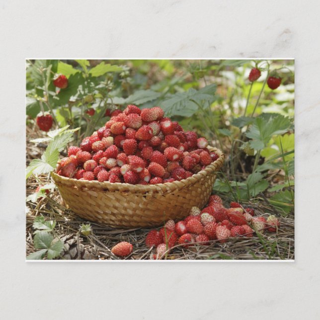 Erdbeeren Postkarte (Vorderseite)
