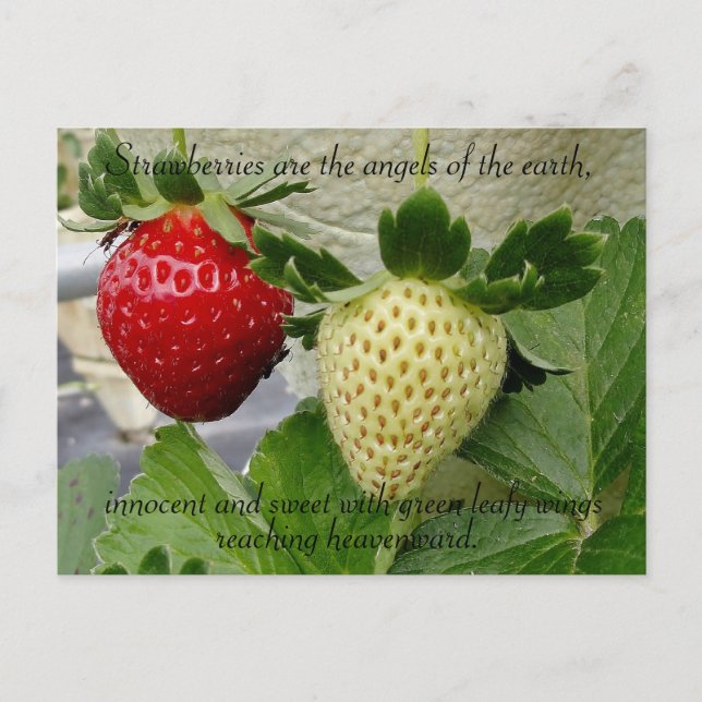 Erdbeeren Postkarte (Vorderseite)