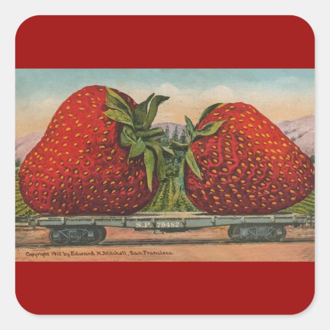 Erdbeeren Riesenalter Fruchtspass Quadratischer Aufkleber (Vorderseite)