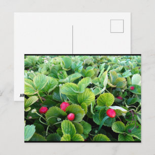 Erdbeerfeld Postkarte