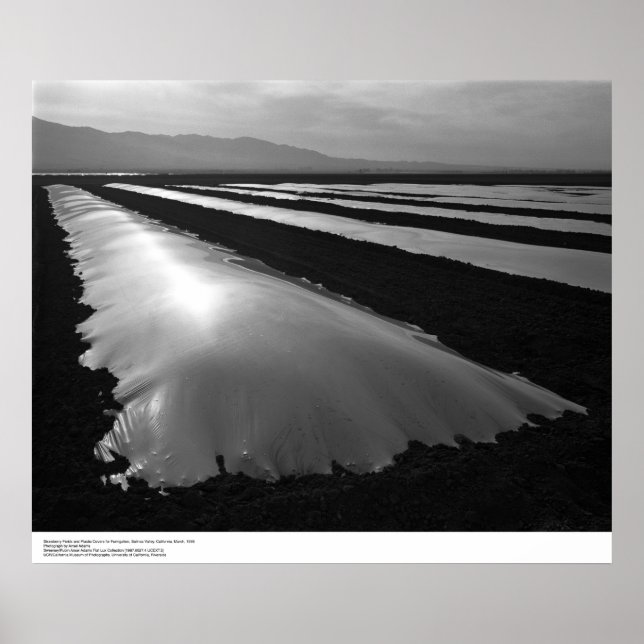 Erdbeerfelder mit Plastik-Fumigationsabdeckungen Poster (Vorne)