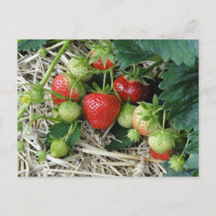 Erdbeerpflanze in der Garten-Postkarte Postkarte