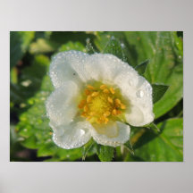 Erdbeerpflanzenblume