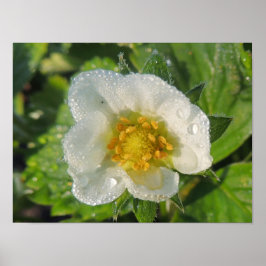 Erdbeerpflanzenblume Poster