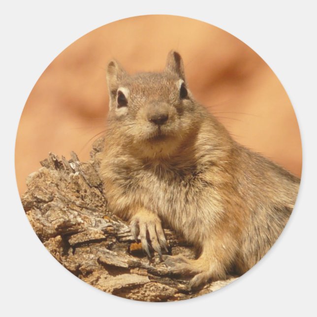 Erdeichhörnchen-Foto Runder Aufkleber (Vorderseite)