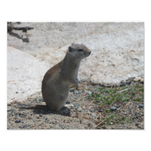 Erdeichhörnchen Fotodrucken Fotodruck
