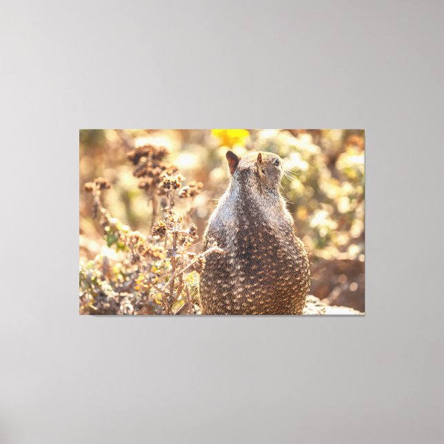 Erdeichhörnchen Leinwanddruck (Vorderseite)