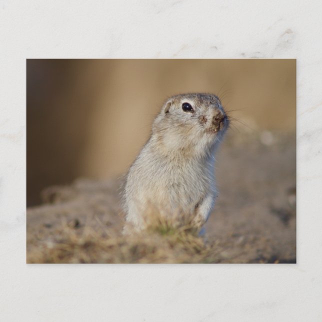 Erdeichhörnchen Postkarte (Vorderseite)