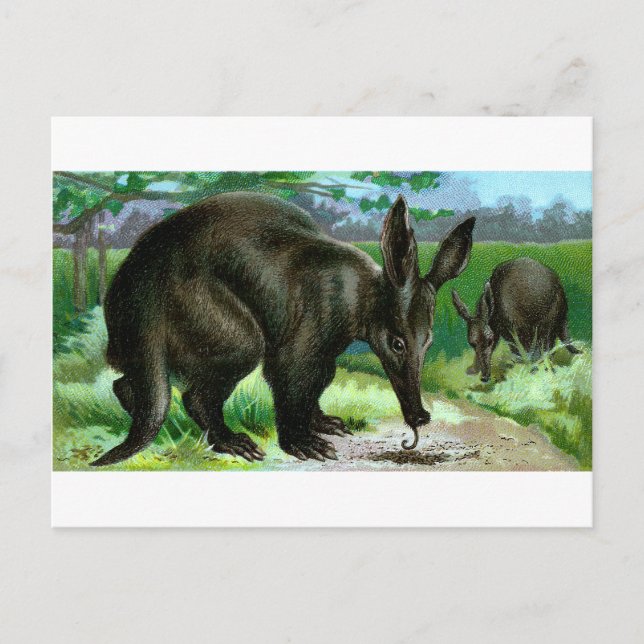 Erdferkel Postkarte (Vorderseite)