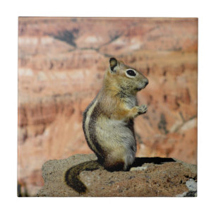 Erdhörnchen mit goldenem Mantel Fliese