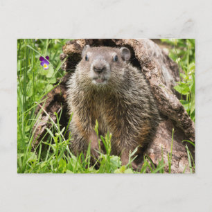 Erdhusten in einem Hollow Log Postkarte