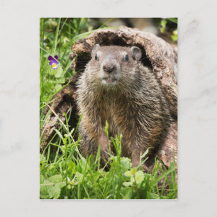 Erdhusten in einem Hollow Log Postkarte