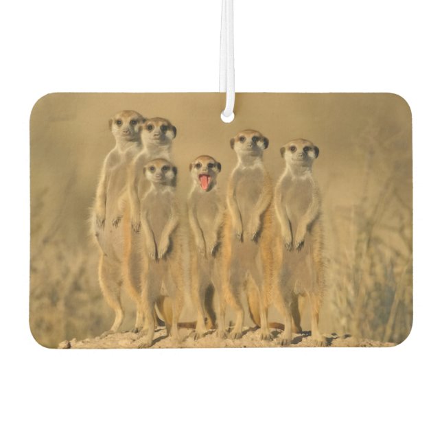 Erdmännchen-Familie Autolufterfrischer (Vorderseite)