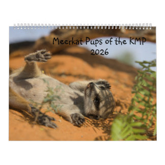 Erdmännchen-Junge des KMP-Kalenders 2026 Kalender