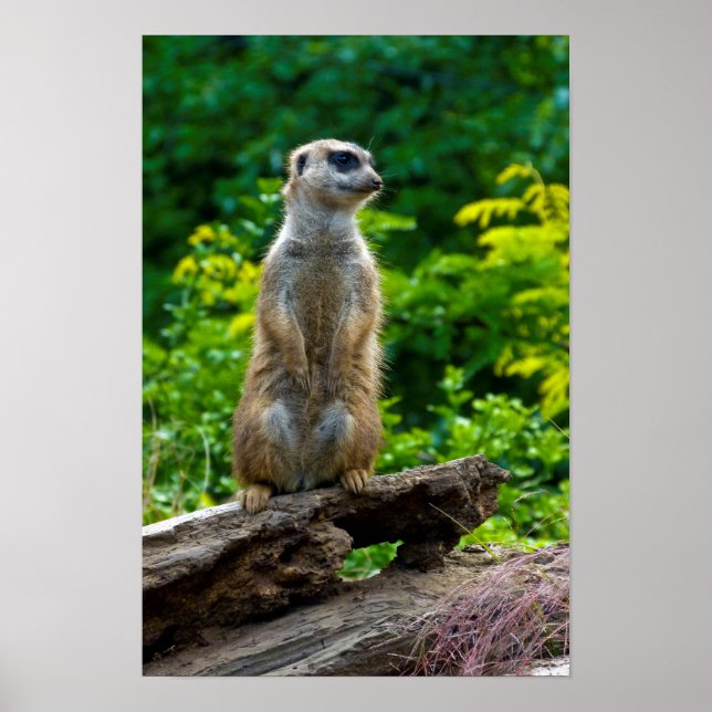 Erdmännchen Poster (Vorne)