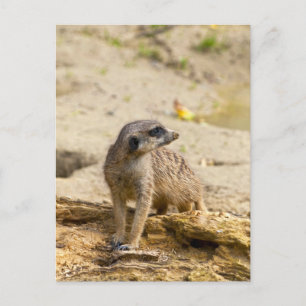 Erdmännchen Postkarte