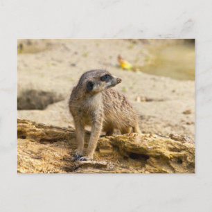Erdmännchen Postkarte