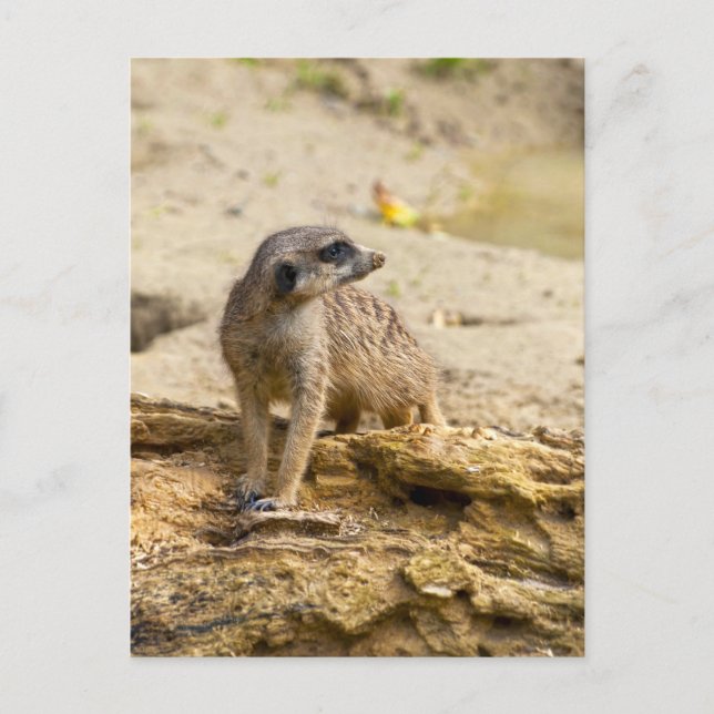 Erdmännchen-Postkarte Postkarte (Vorderseite)