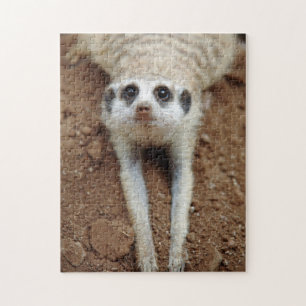 Erdmännchen (Suricata suricatta) beim Abkühlen