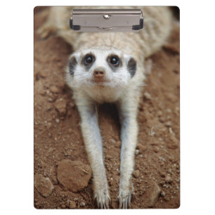 Erdmännchen (Suricata Suricatta) beim Abkühlen Klemmbrett