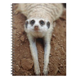 Erdmännchen (Suricata Suricatta) beim Abkühlen Notizblock