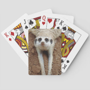 Erdmännchen (Suricata Suricatta) beim Abkühlen Spielkarten