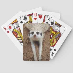 Erdmännchen (Suricata suricatta) beim Abkühlen Spielkarten