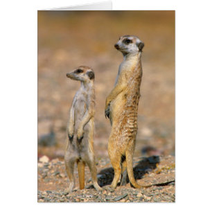 Erdmännchen (Suricata Suricatta) Wachtposten, Kara