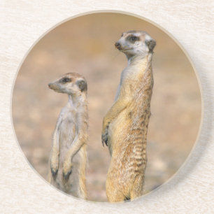 Erdmännchen (Suricata Suricatta) Wachtposten, Kara Getränkeuntersetzer