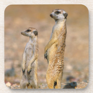 Erdmännchen (Suricata Suricatta) Wachtposten, Kara Getränkeuntersetzer