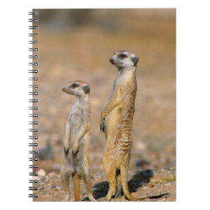 Erdmännchen (Suricata Suricatta) Wachtposten, Kara Notizblock