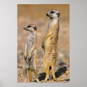 Erdmännchen (Suricata Suricatta) Wachtposten, Kara Poster